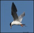 _9SB0182 forsters tern